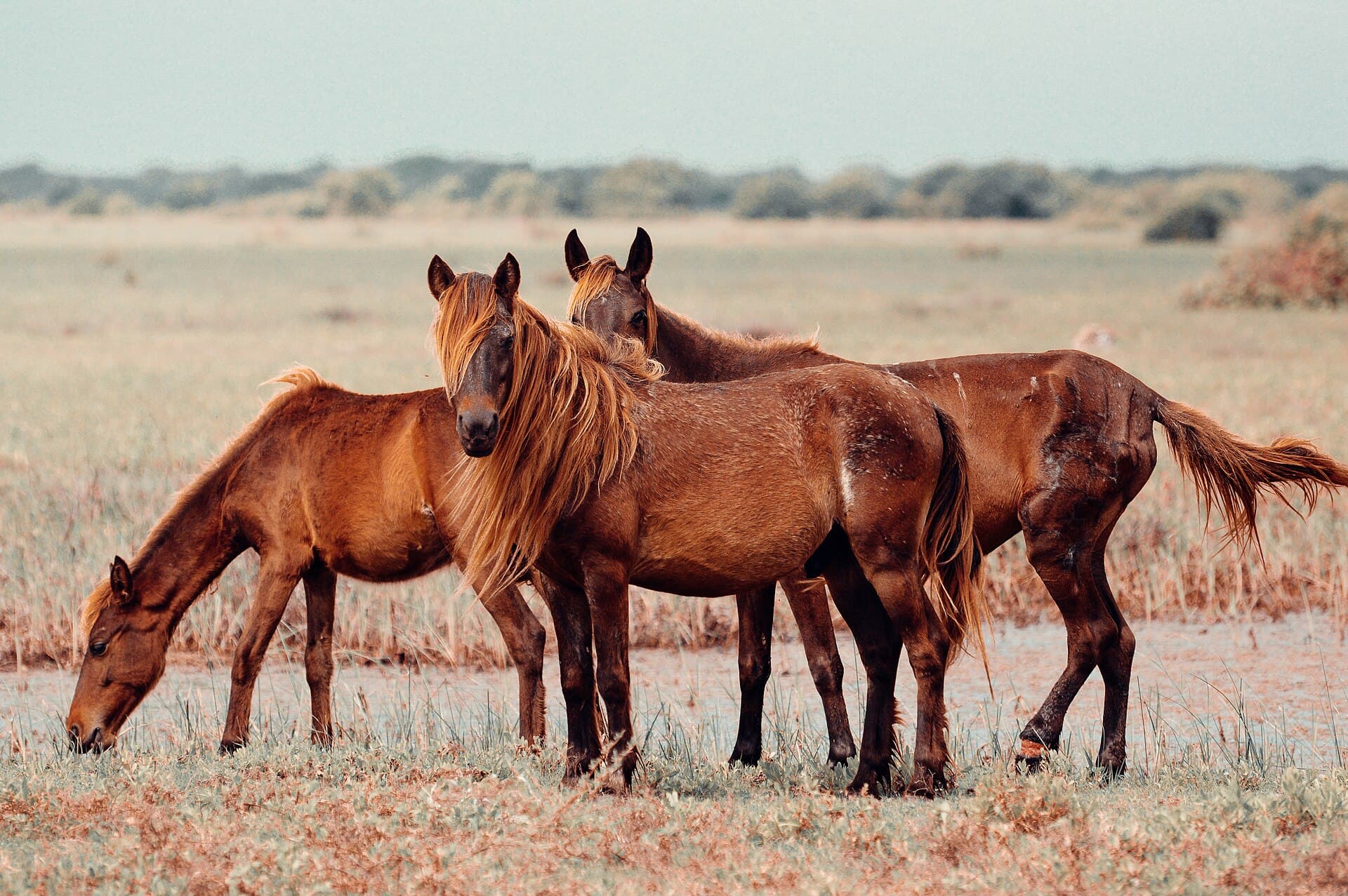 Wild ponies grazing on Delft Island in northern Sri Lanka